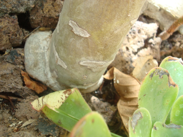 opt1313770289a.JPG