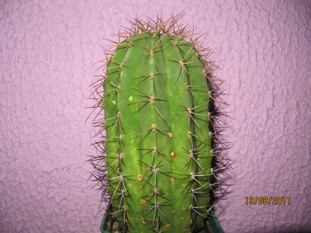 opt1313798777z.JPG