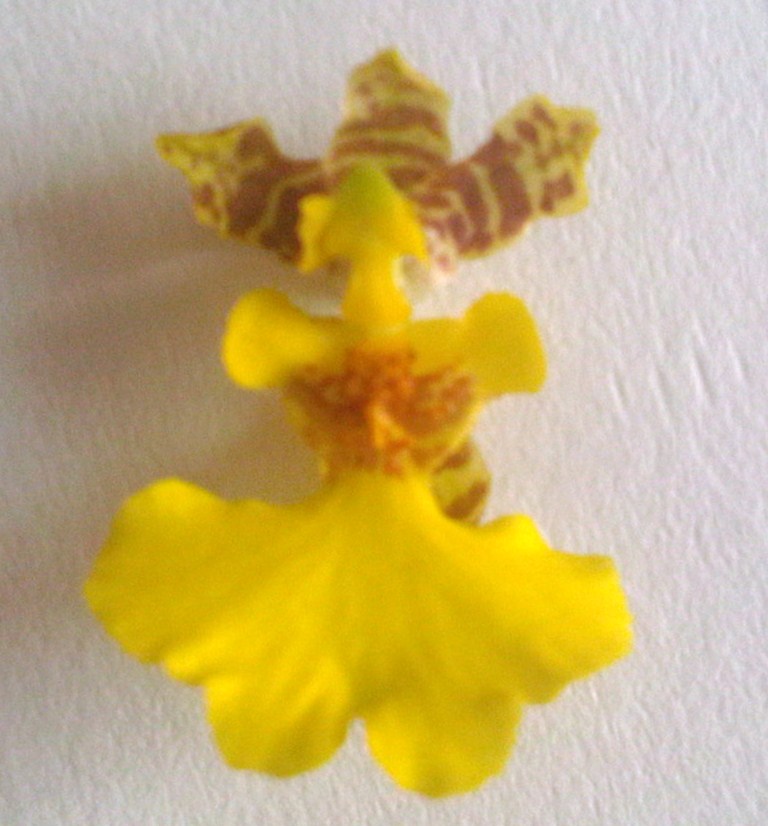 opt1318093848a.jpg