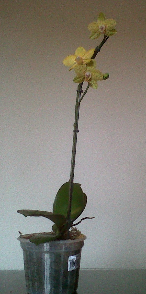 opt1318370001g.jpg
