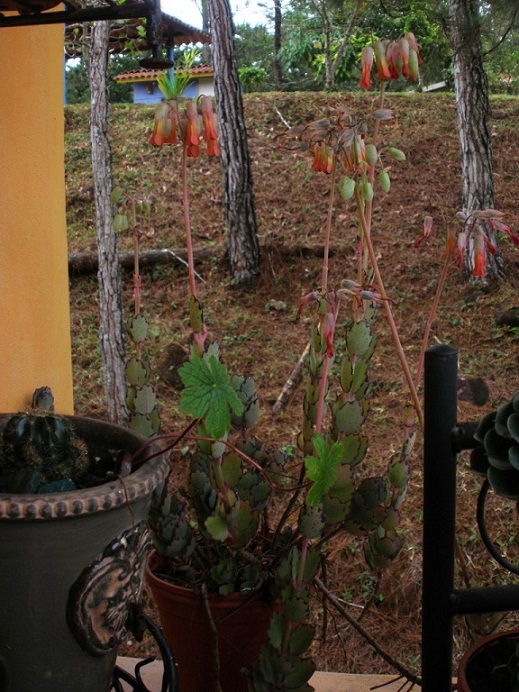 opt1321272101t.JPG