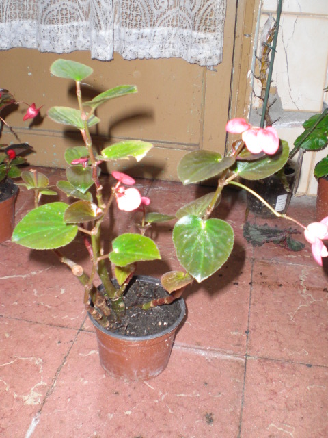 opt1328276014c.JPG
