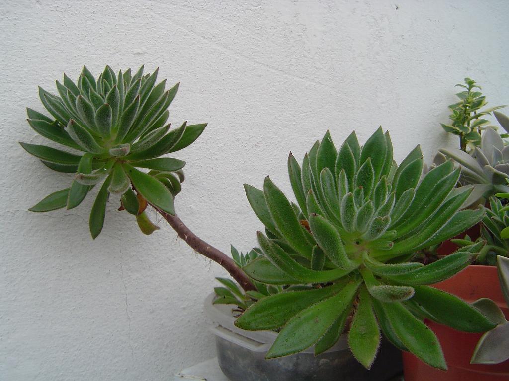 opt1328710068i.JPG