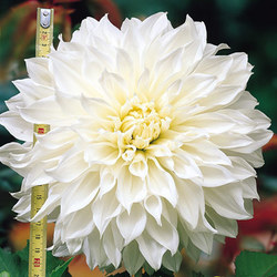 opt1331213143d.jpg
