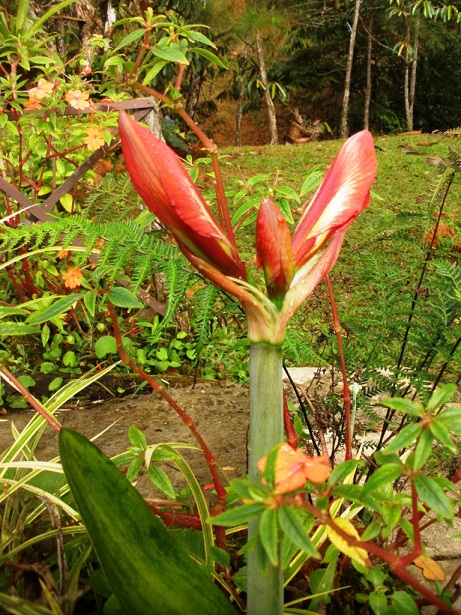 opt1335087362e.JPG