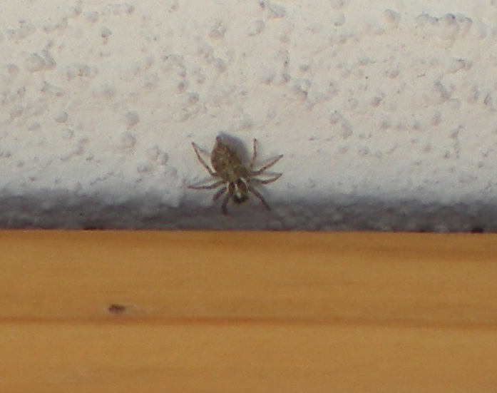 opt1337079055q.jpg