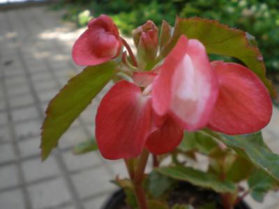 opt1337702897d.JPG
