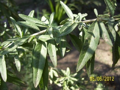 opt1338907703f.jpg