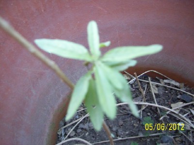 opt1338907740w.jpg
