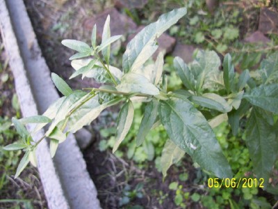 opt1338907758b.jpg