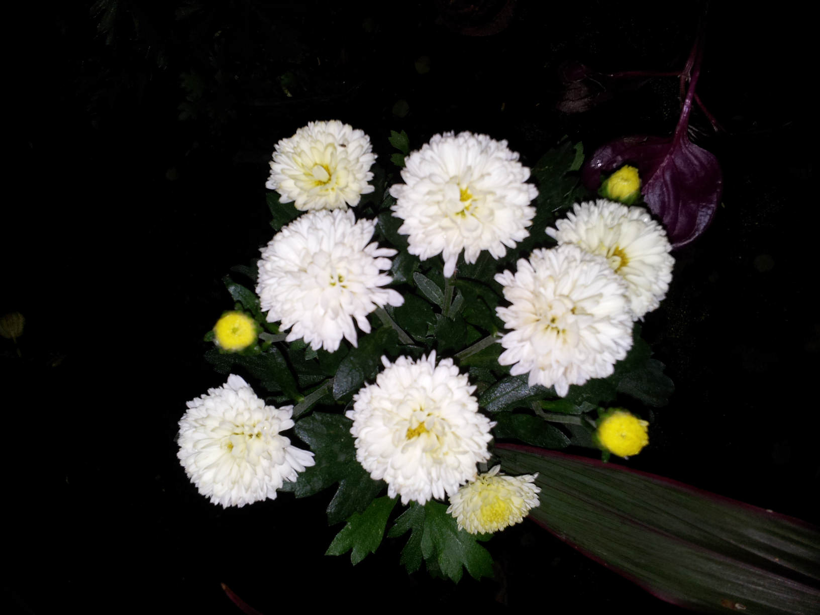 opt1350908383y.jpg