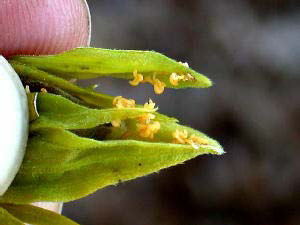 opt1351059156c.jpg