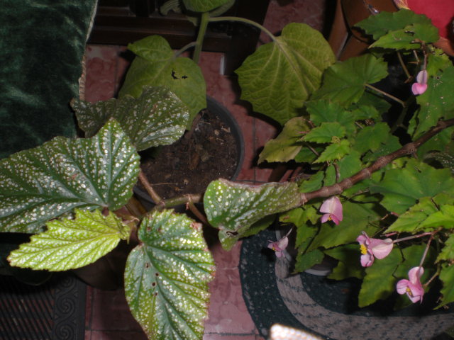 opt1360404098n.JPG