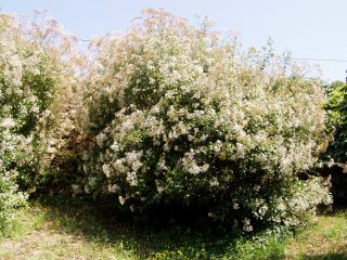 opt1360755537n.jpg