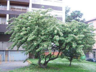 opt1360875056s.jpg