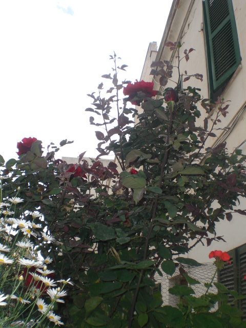 opt1368609961e.JPG