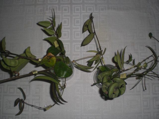 opt1368729420z.JPG