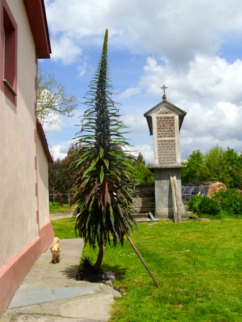 opt1369049468w.jpg