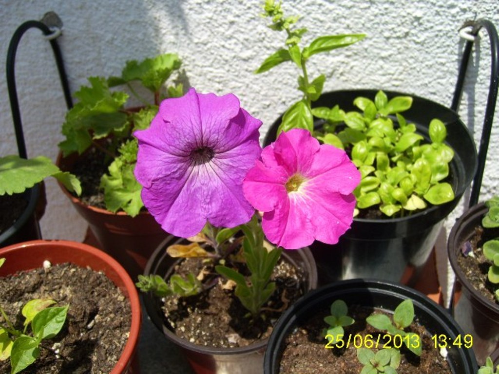 opt1372160961j.JPG