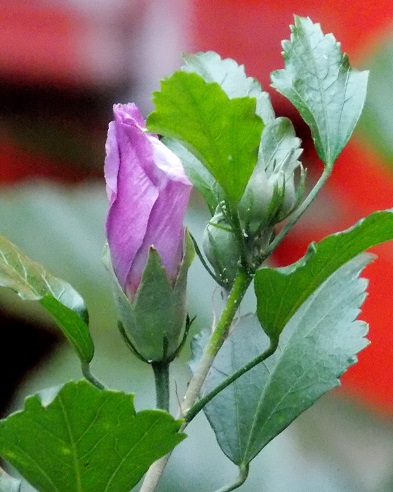 opt1372163515i.JPG