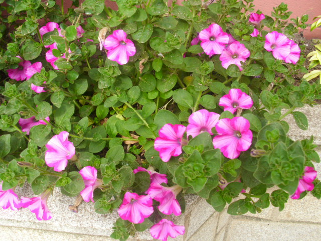 opt1372785276e.JPG