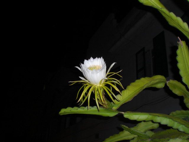 opt1376471066a.JPG