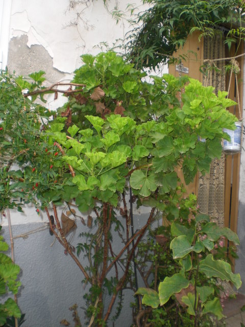 opt1381051728u.JPG