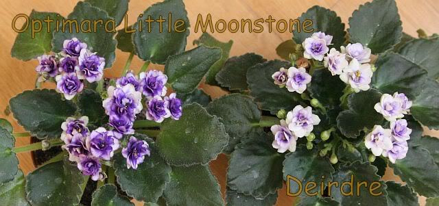 OptimaraLittleMoonstone08.jpg