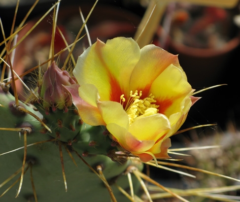 opunita-azurea-var-d7.jpg