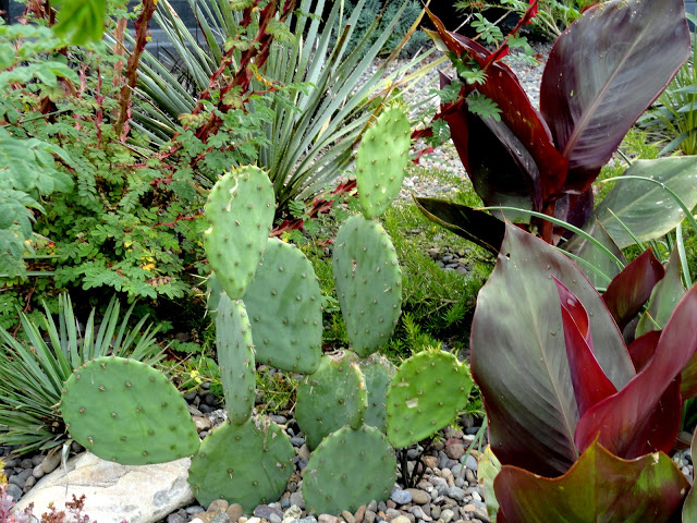 Opuntia+100.JPG