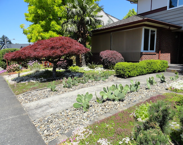 Opuntia+109.JPG
