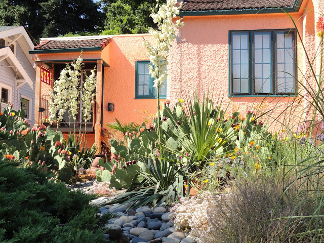 Opuntia+128.JPG