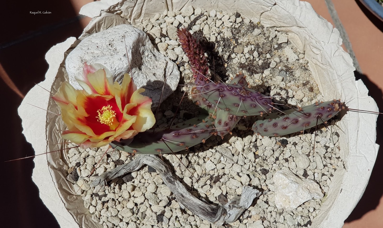 Opuntia%2Bmacrocentra%2Bcenital%2B1.jpg