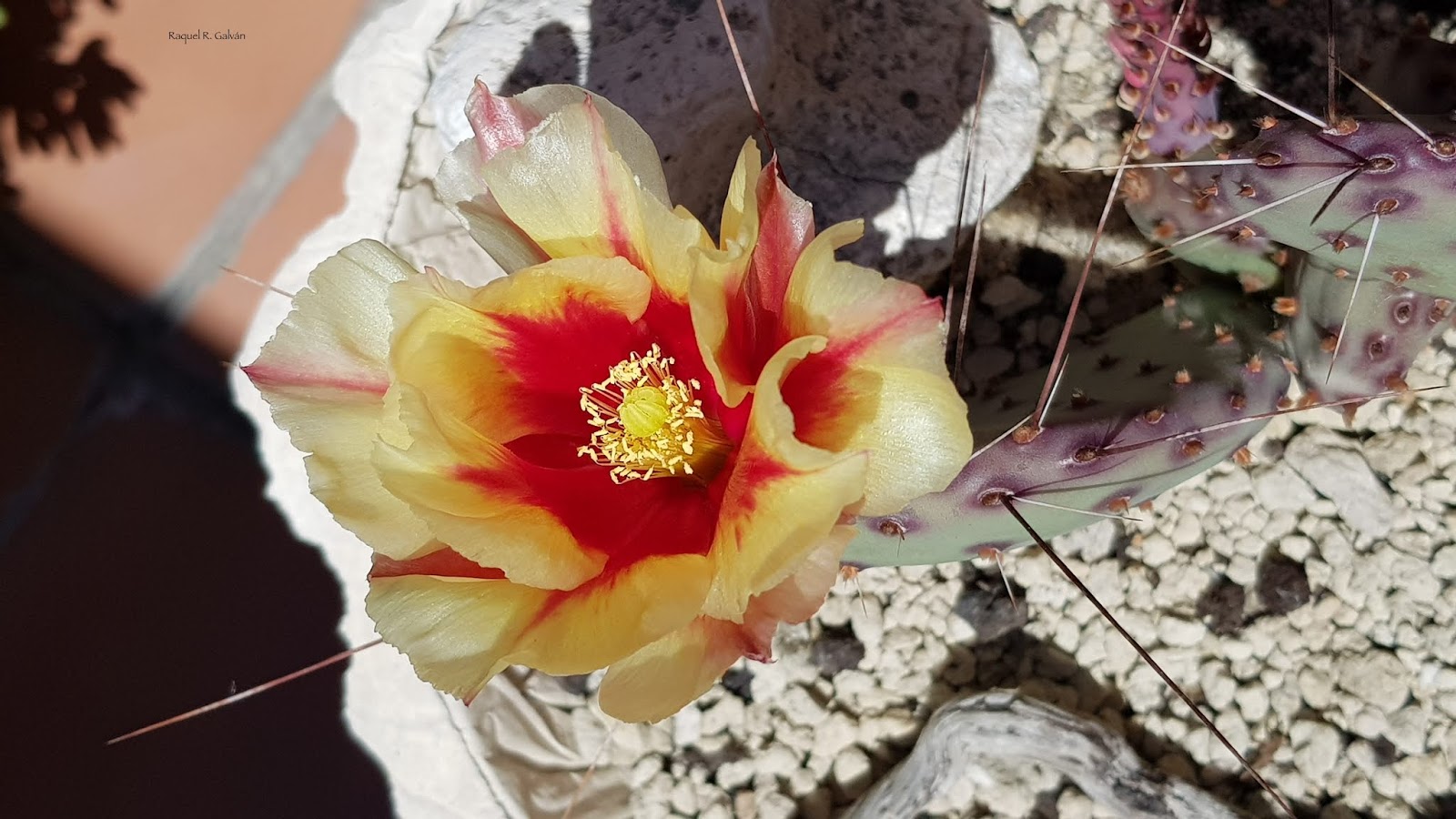 Opuntia%2Bmacrocentra%2Bdetalle%2Bflor%2Bsombras.jpg