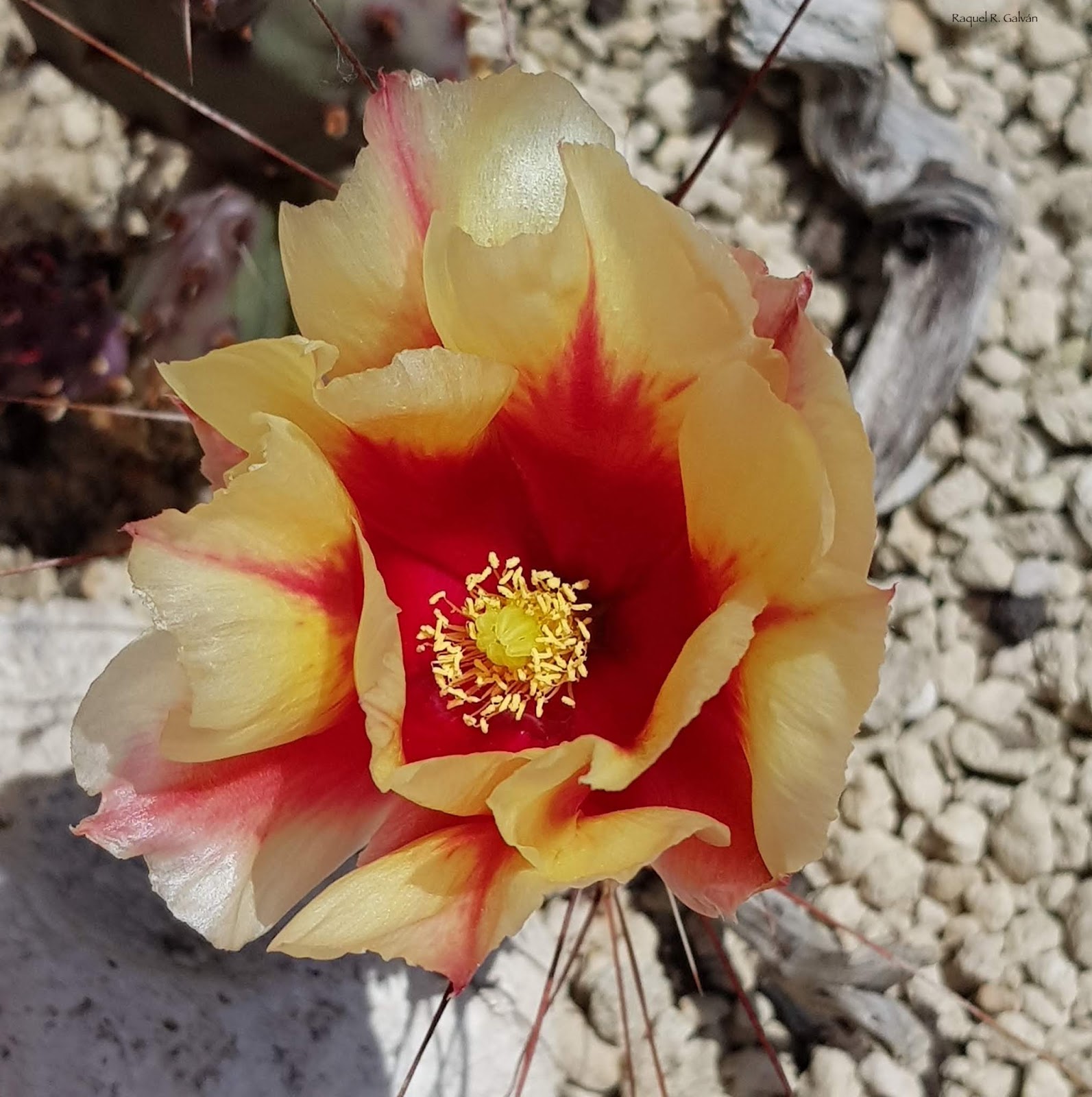Opuntia%2Bmacrocentra%2Bflor%2Bcenital%2B2.jpg