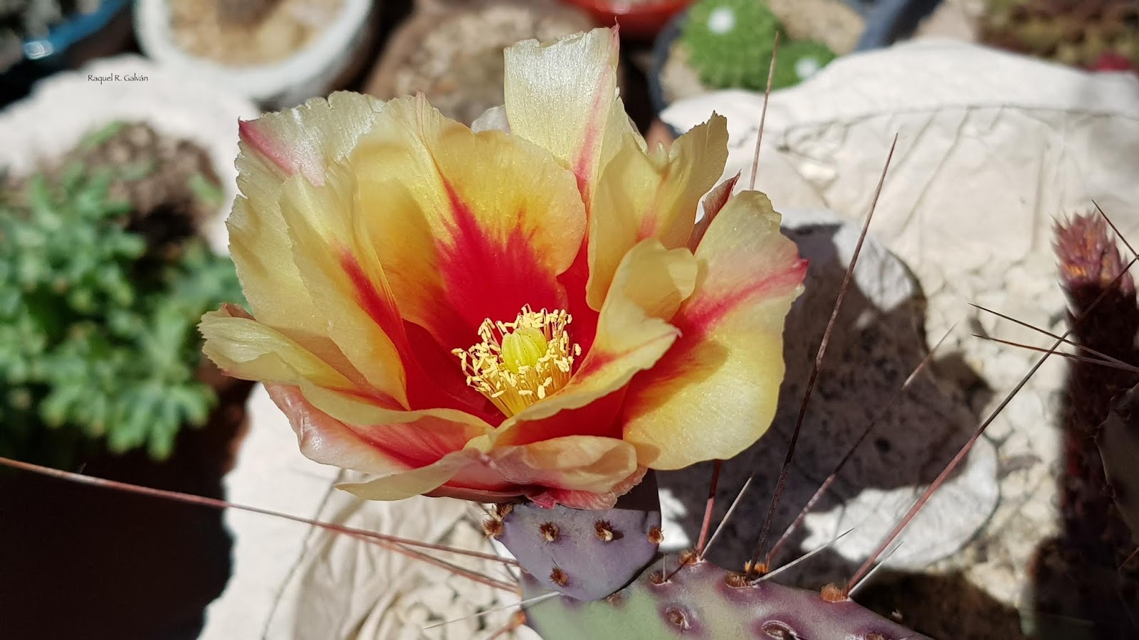 Opuntia%2Bmacrocentra%2Bflor%2Bcon%2Bfondo.jpg