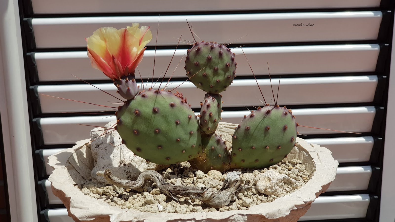Opuntia%2Bmacrocentra.jpg