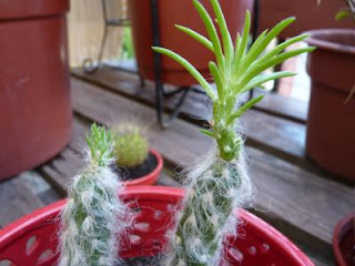 opuntia%2Bvestita.JPG
