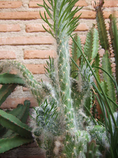 opuntia%2Bvestita1.JPG