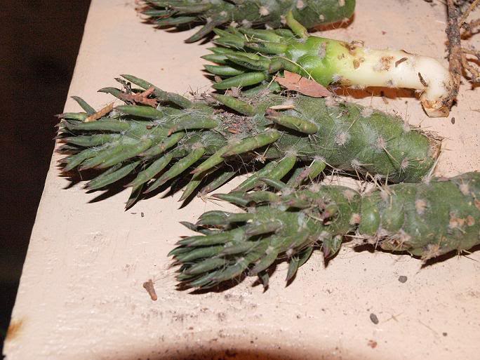 opuntia.jpg