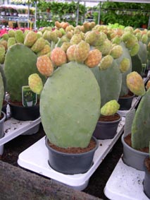 opuntia.jpg
