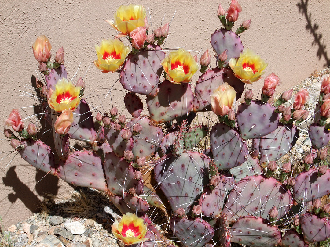 opuntia-macrocentra2.jpg