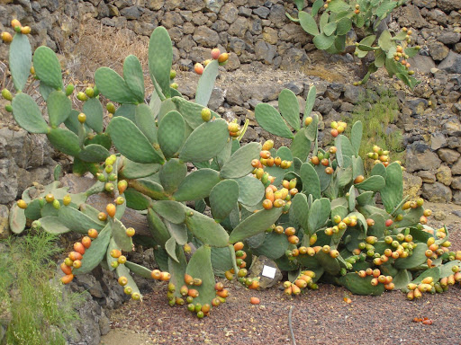 Opuntia+maxima+conocida+como+Chumbera.jpg