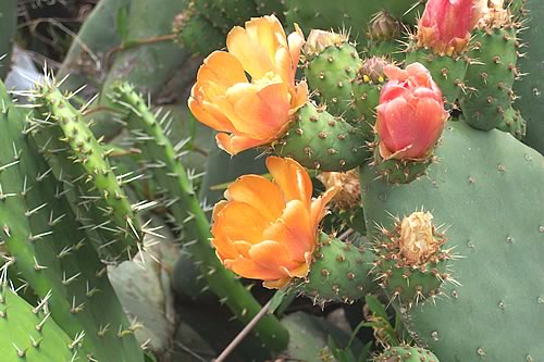 opuntia-rojo01.jpg