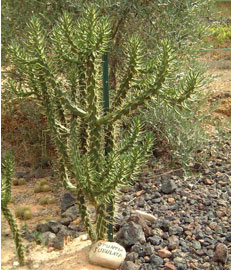 opuntia-subulata.jpg