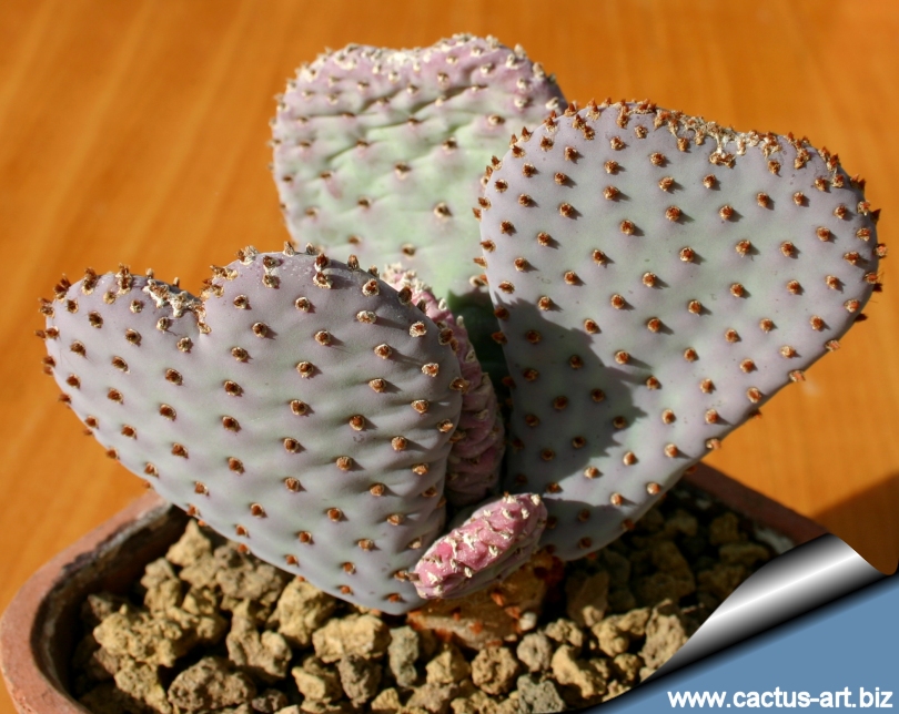 Opuntia_basilaris_caudata_sd_810.jpg