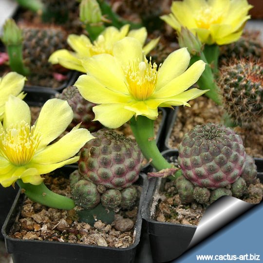 Opuntia_flowers_and_sulcorebutias_540.jpg