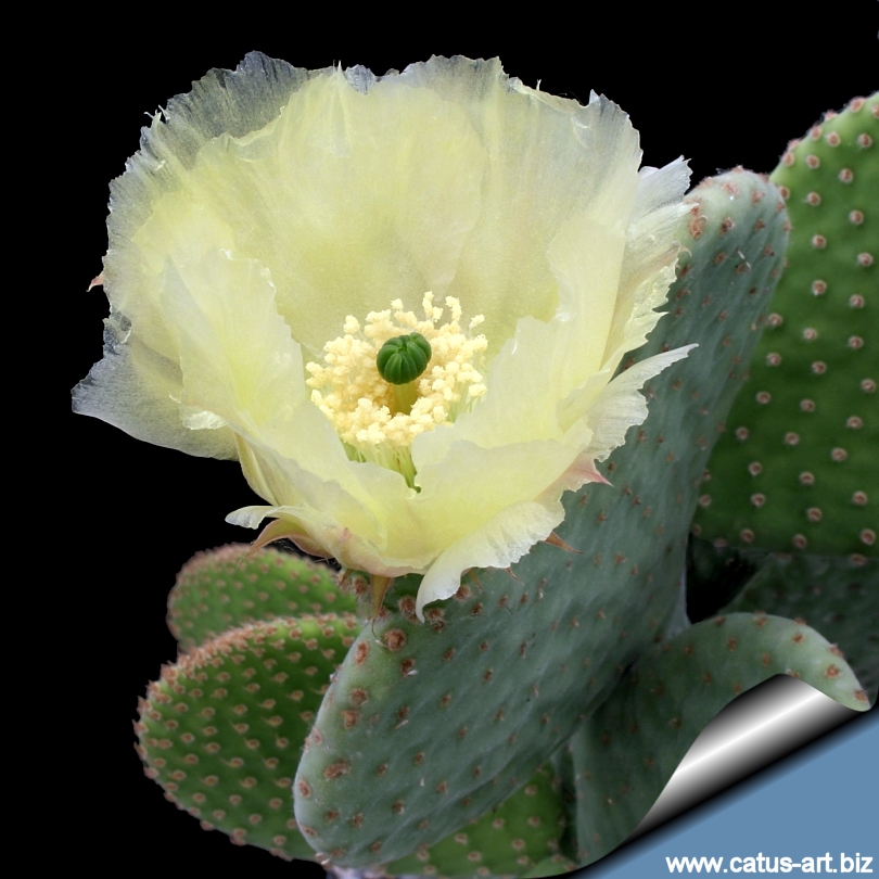 Opuntia_microdasys_caress_fl_810.jpg