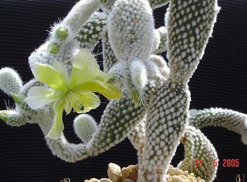 Opuntia_microdasys_v_albispina.jpg