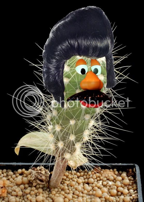 Opuntia_quimilo_8moiscopy.jpg